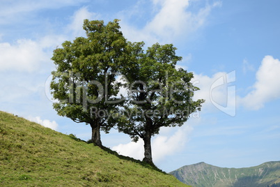 Baum bei Mellau