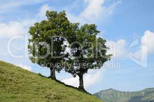 Baum bei Mellau