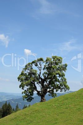 Baum bei Mellau