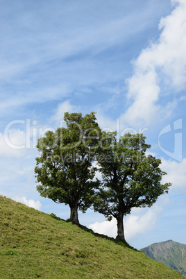 Baum bei Mellau