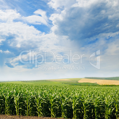 green corn field and blue sky