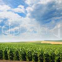 green corn field and blue sky