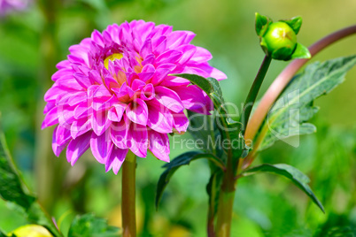 Dahlia on a background of flowerbeds. Focus on a flower. Shallow