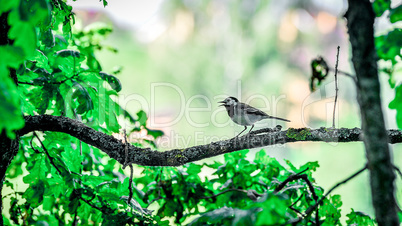 Wagtail sitting on a tree branch