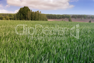 Summer landscape on a clear Sunny day.