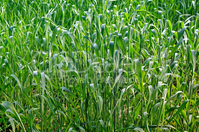 Crops of rye on the field closeup.