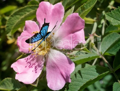 Beautiful butterfly sitting on a flower of wild rose