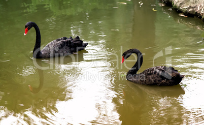 Two black swans on the lake .