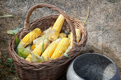 Corn in a basket for sale at the fair.