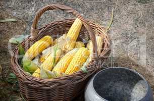 Corn in a basket for sale at the fair.