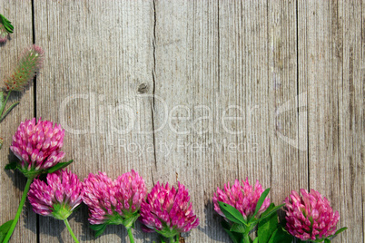 decoration with red clover flowers like a frame on wooden background