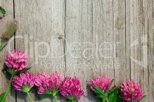 decoration with red clover flowers like a frame on wooden background