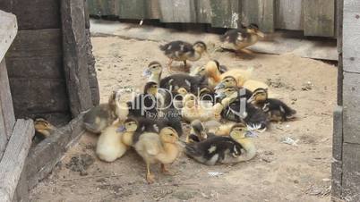 ducklings on the poultry