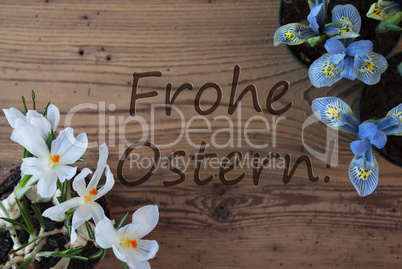 Crocus And Hyacinth, Frohe Ostern Means Happy Easter