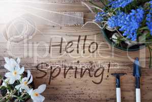 Sunny Flowers, Text Hello Spring