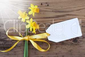 Sunny Yellow Spring Narcissus, Label, Copy Space