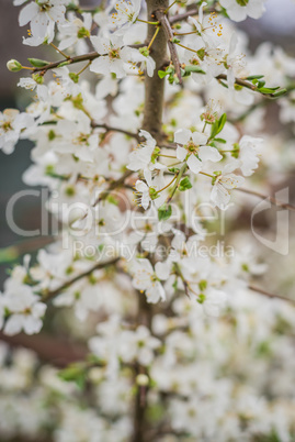 Beautiful blooming of cherry tree in spring closeup