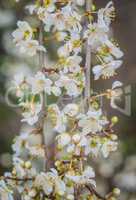 Beautiful blooming of cherry tree in spring closeup