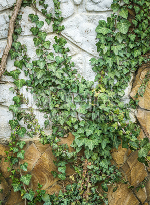 Creeping green ivy on the stone wall.