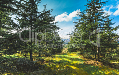 Way in the forest in sunny summer day.