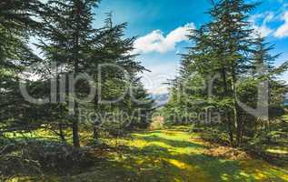 Way in the forest in sunny summer day.