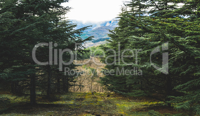 Way in the forest in cloudy summer day