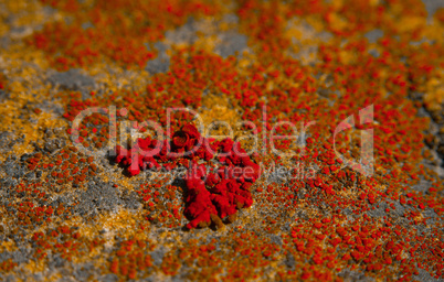 Yellow lichen painted red texture on the stone closeup.