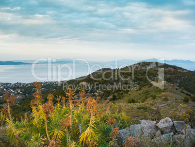 Mountain and sea landscape with mountain plants euphorbia in clo