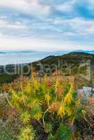 Mountain and sea landscape with mountain plants euphorbia in clo