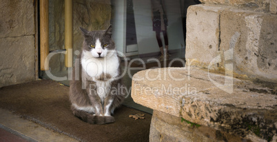 Street cat sitting and watching