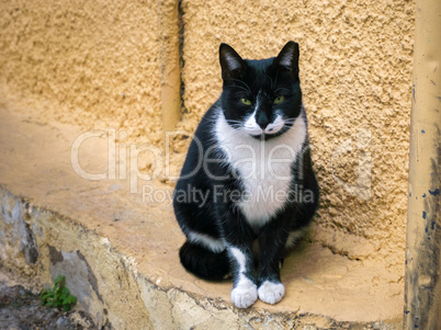 Street cat sitting and watching