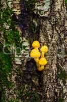 Yellow mushroom Pholiota aurivella on the tree.