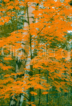 Autumn birch with orange leaves in the forest.
