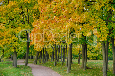 Beautiful landscape at the autumn park