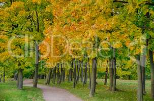 Beautiful landscape at the autumn park