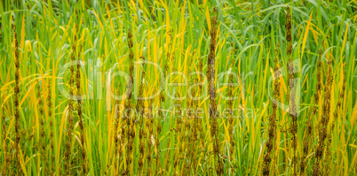 Lake river sedge closeup at autumn. Colorful grass background