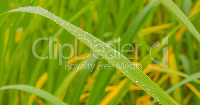 Dew drops on the grass at autumn.