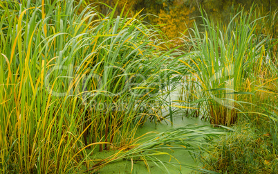 Shore of the lake with grass at autumn closeup.