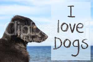 Dog At Ocean, Text I Love Dogs