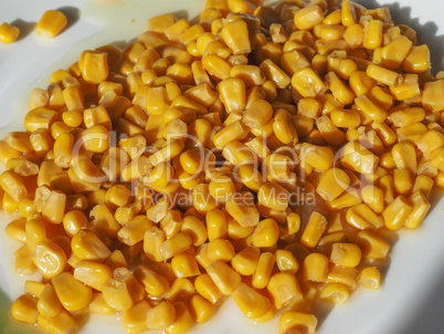maize corn food