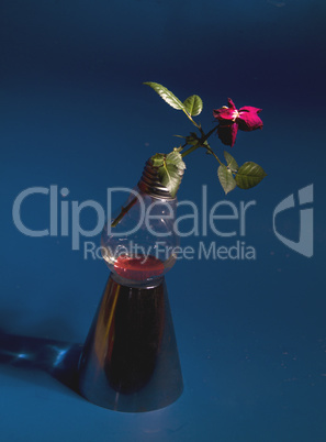 rose mit vase