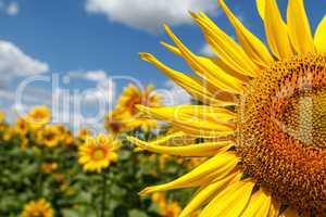 Sunflower close-up on a background of the cloudy sky