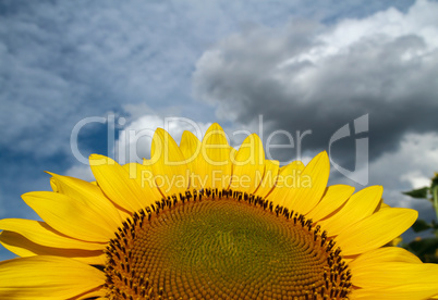 Sunflower close-up on a background of the cloudy sky