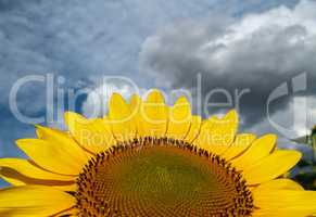 Sunflower close-up on a background of the cloudy sky