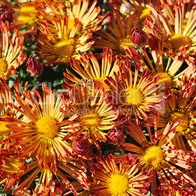 bright background of blooming chrysanthemums in the flowerbed