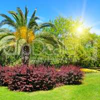 Summer park with tropical palm trees, flower beds and lawns.