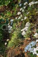 White flowers on a rocky slope, close-up