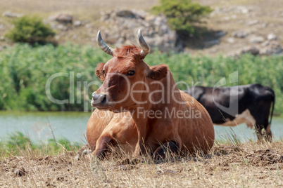 cow lying in a pasture