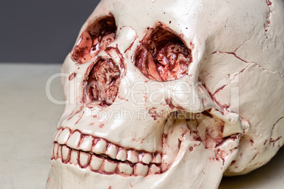 Photo of model human's scull