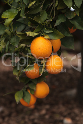 Ripe oranges hang from a tree